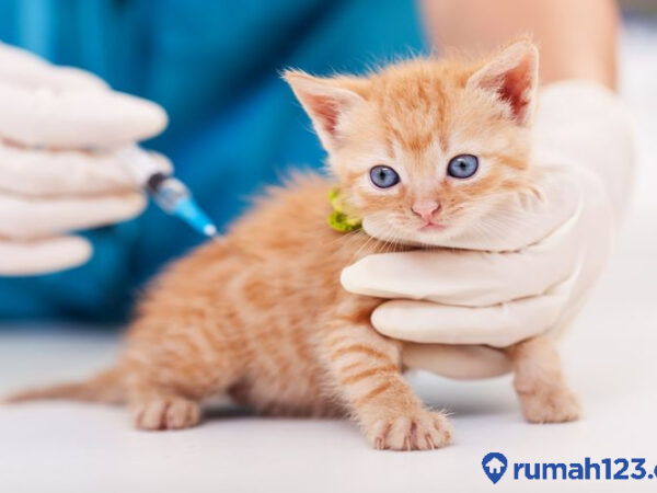 Biaya Vaksin Kucing: Investasi Penting untuk Kesehatan Optimal Anabul Anda