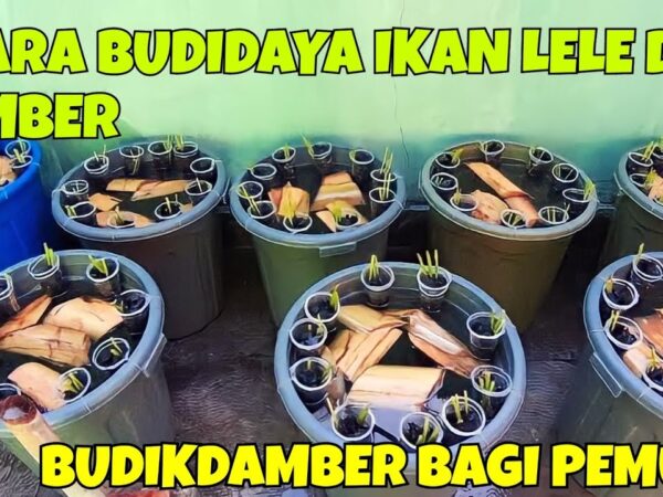 Budidaya Ikan Lele di Ember: Kiat Sukses Panen Melimpah di Ruang Terbatas