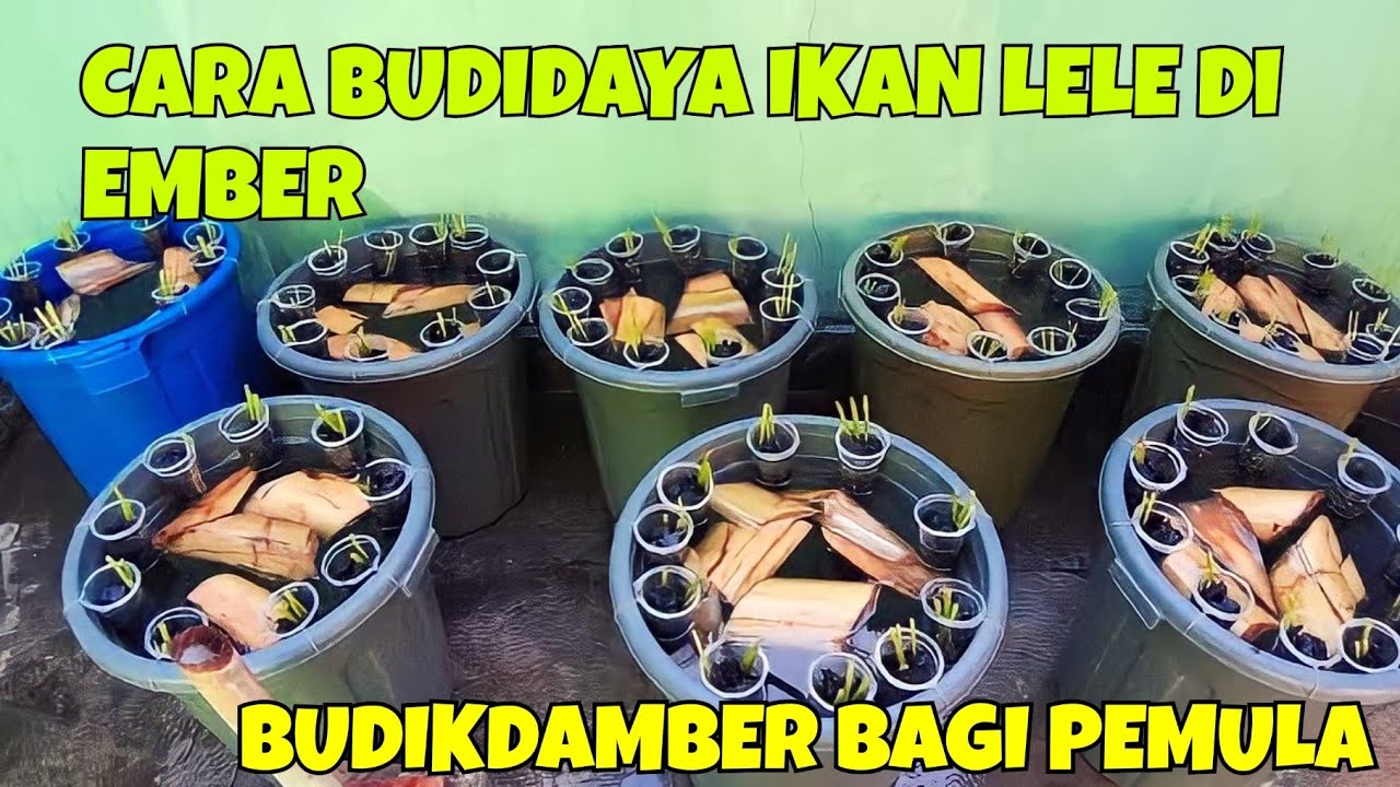 Budidaya Ikan Lele di Ember: Kiat Sukses Panen Melimpah di Ruang Terbatas