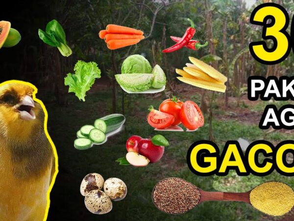Makanan Burung Kenari Gacor: Rahasia Suara Merdu dan Stamina Optimal