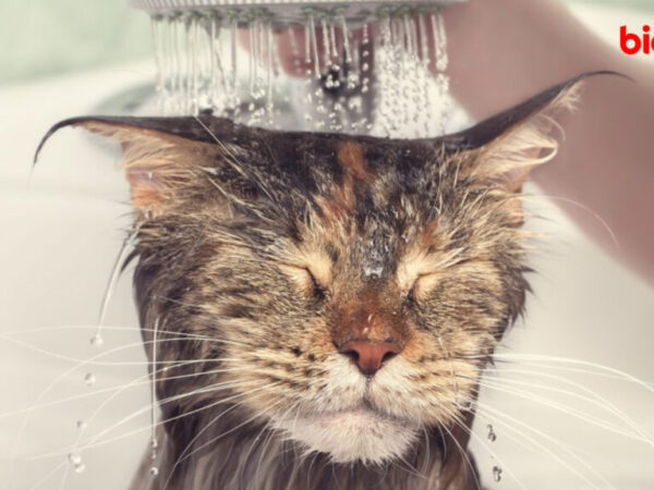 Memandikan Kucing: Rahasia Sukses Tanpa Drama, Tips Aman dan Nyaman untuk Anabul Anda