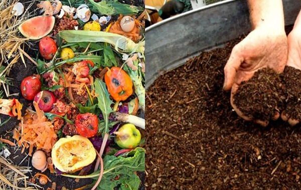 Membuat Pupuk Kompos dari Sampah Dapur: Ubah Limbah Menjadi Emas Hijau untuk Kebun Anda