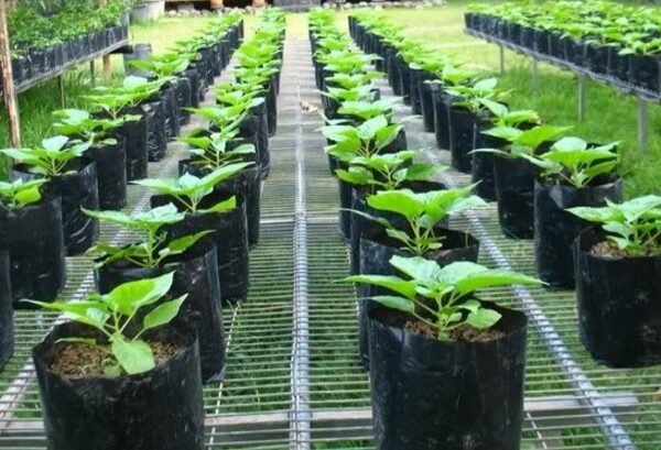 Menanam Cabe Rawit di Polybag: Kunci Panen Melimpah di Lahan Terbatas