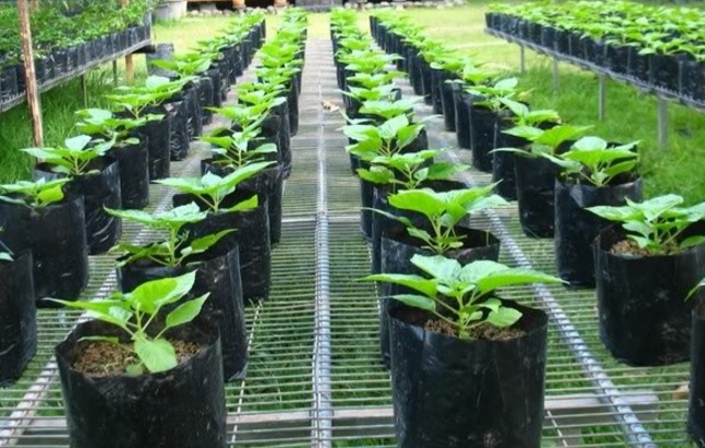Menanam Cabe Rawit di Polybag: Kunci Panen Melimpah di Lahan Terbatas