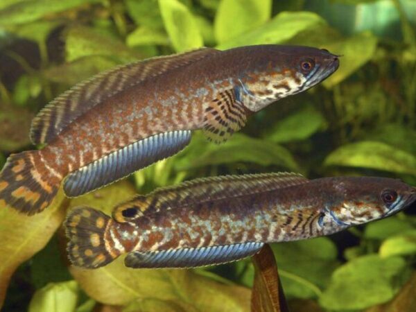 Mengenal Ikan Channa: Pesona Predator Berwajah Ular, Ragam Jenis, dan Harga di Pasaran