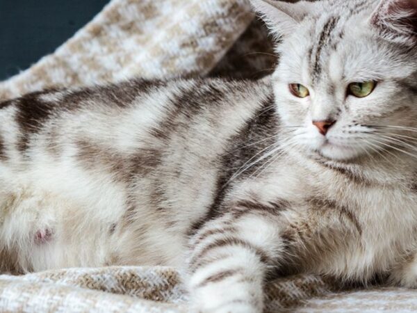 Mengenali Tanda Kucing Hamil: Gejala, Perubahan, dan Perawatan Optimal