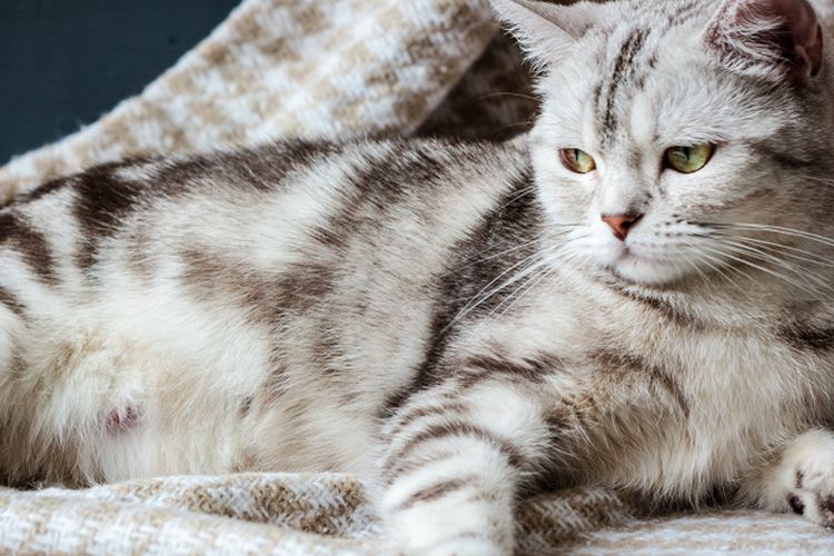 Mengenali Tanda Kucing Hamil: Gejala, Perubahan, dan Perawatan Optimal