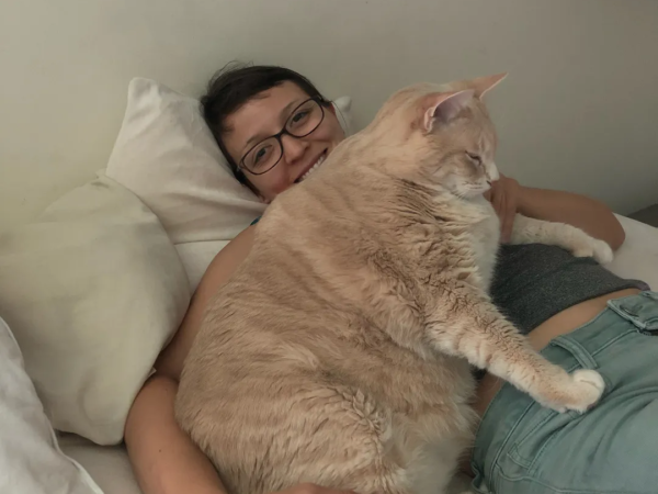 Menggemukkan Kucing: Strategi Komprehensif untuk Berat Badan Ideal dan Kesehatan Optimal