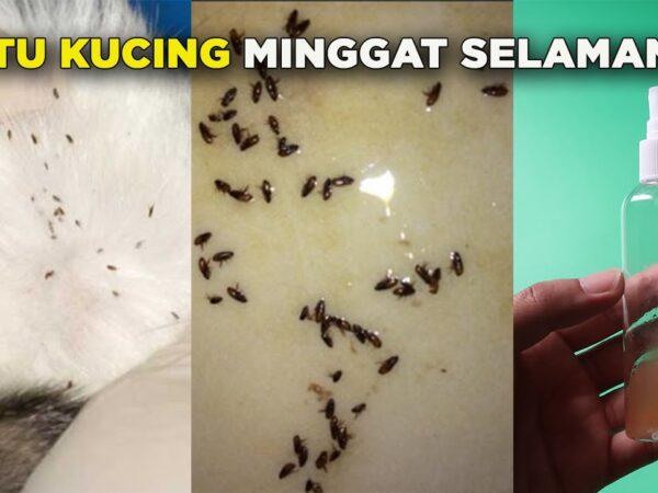 Menghilangkan Kutu Kucing Tuntas: Solusi Efektif untuk Kucing, Rumah, dan Lingkungan Anda
