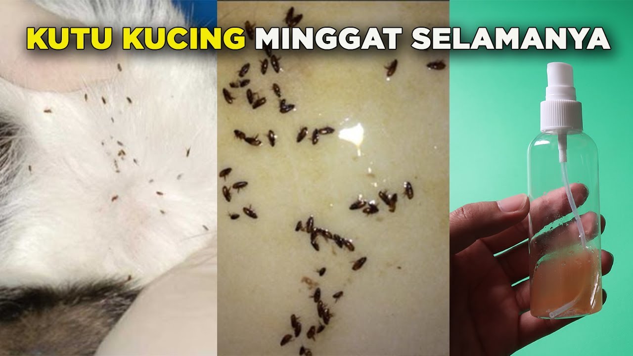 Menghilangkan Kutu Kucing Tuntas: Solusi Efektif untuk Kucing, Rumah, dan Lingkungan Anda