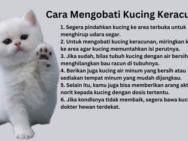 Mengobati Kucing Keracunan: Kenali Gejala, Pertolongan Pertama, dan Penanganan Medis Tepat