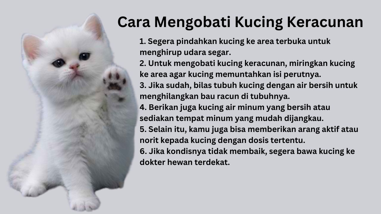 Mengobati Kucing Keracunan: Kenali Gejala, Pertolongan Pertama, dan Penanganan Medis Tepat