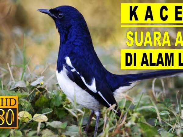Menguak Pesona Suara Burung Kacer Gacor: Dari Hutan ke Perangkat Digital