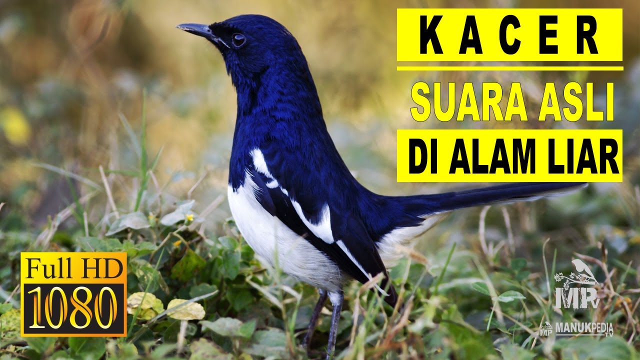 Menguak Pesona Suara Burung Kacer Gacor: Dari Hutan ke Perangkat Digital