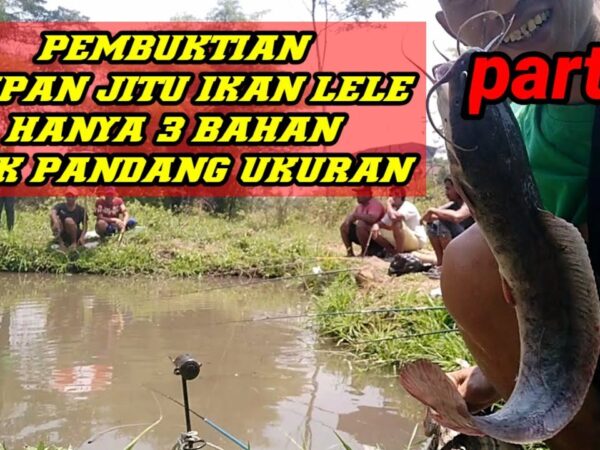 Menguak Rahasia Umpan Lele Kolam Harian: Racikan Jitu dan Teknik Ampuh untuk Hasil Maksimal