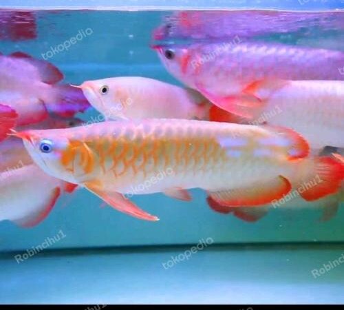 Menguak Tabir Harga Ikan Arwana: Dari Kedalaman Hobi Hingga Investasi Bernilai Tinggi
