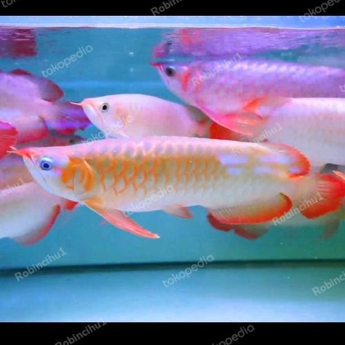 Menguak Tabir Harga Ikan Arwana: Dari Kedalaman Hobi Hingga Investasi Bernilai Tinggi