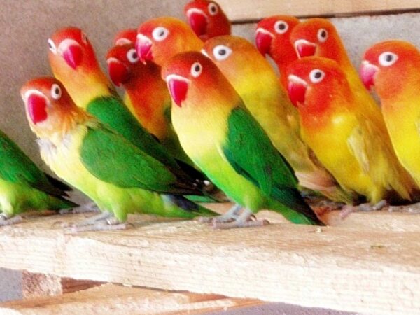 Menguasai Seni Ternak Burung Lovebird: Panduan Lengkap untuk Pemula dan Peternak Berpengalaman