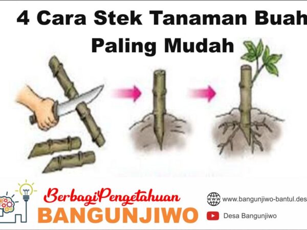 Menguasai Stek Tanaman Buah: Rahasia Perbanyakan Mudah dan Efektif