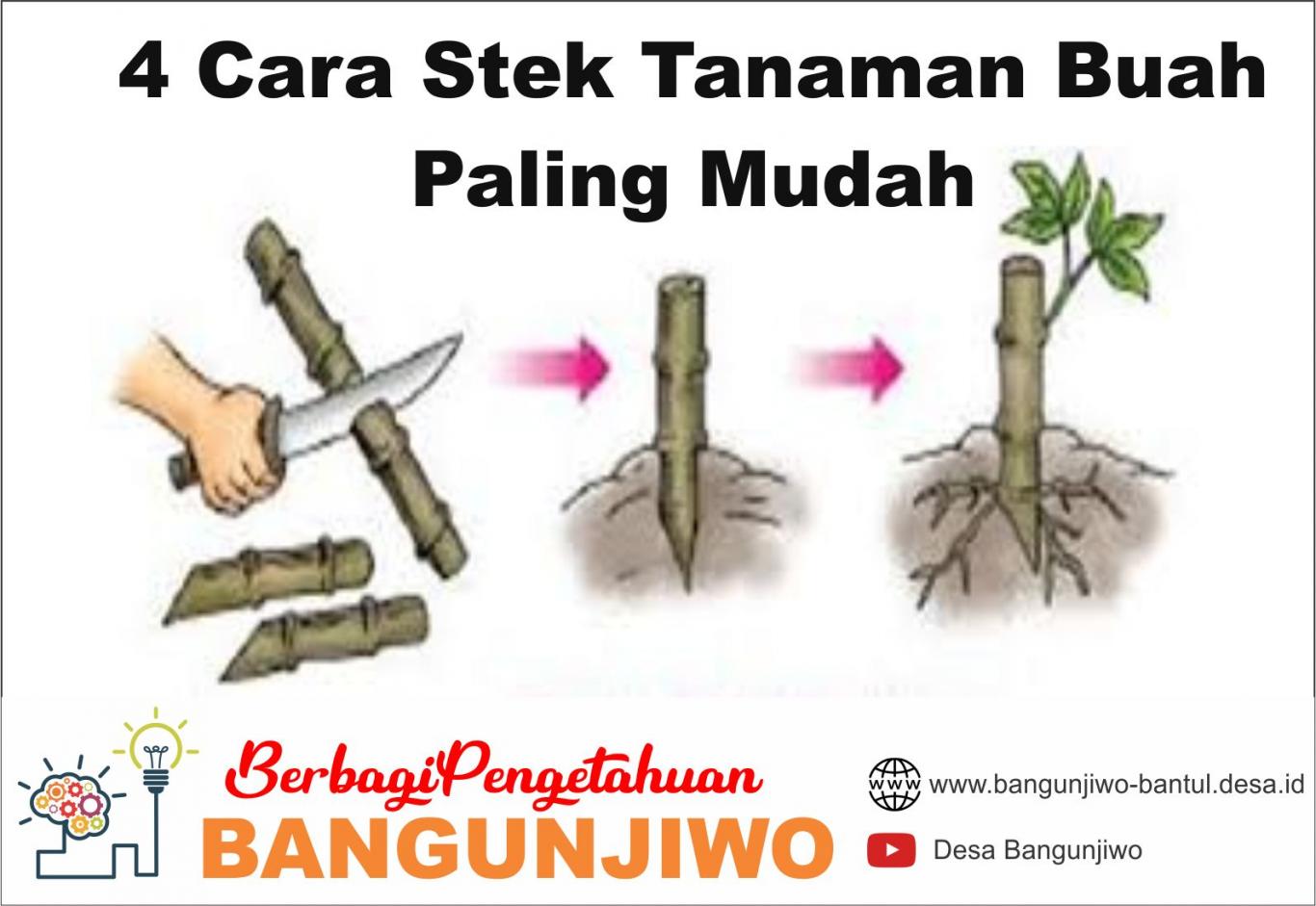 Menguasai Stek Tanaman Buah: Rahasia Perbanyakan Mudah dan Efektif