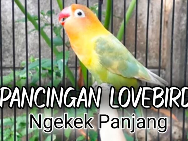 Mengungkap Keajaiban Suara Emas Lovebird Ngekek Panjang: Rahasia dan Strategi Merawatnya