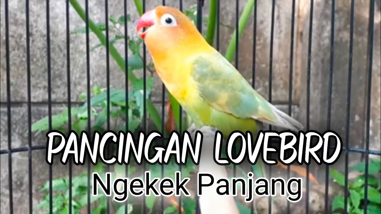 Mengungkap Keajaiban Suara Emas Lovebird Ngekek Panjang: Rahasia dan Strategi Merawatnya