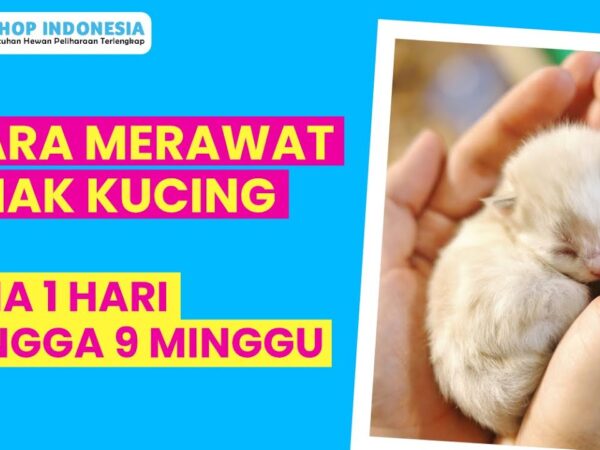 Merawat Anak Kucing Tanpa Induk: Panduan Lengkap untuk Penyelamat Kecil