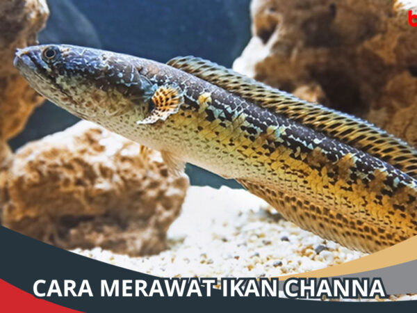 Merawat Ikan Channa: Menciptakan Lingkungan Ideal untuk Predator Akuatik yang Menawan