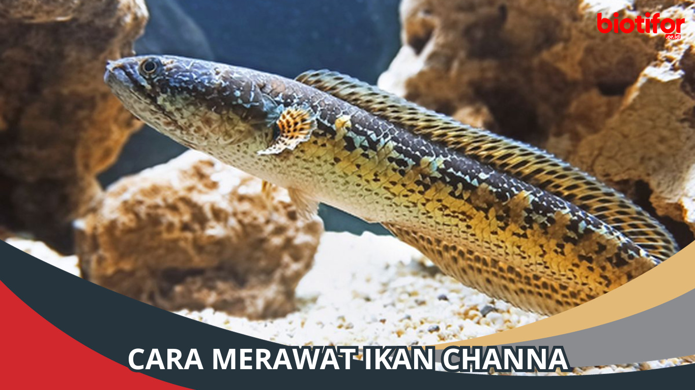 Merawat Ikan Channa: Menciptakan Lingkungan Ideal untuk Predator Akuatik yang Menawan