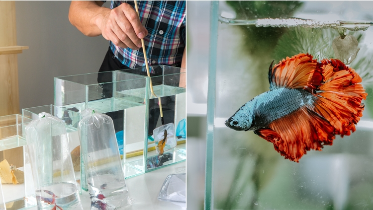 Merawat Ikan Cupang: Panduan Lengkap untuk Kesehatan dan Keindahan Maksimal