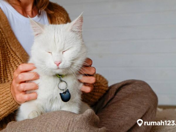 Merawat Kucing Anggora: Panduan Lengkap untuk Bulu Indah dan Kesehatan Optimal