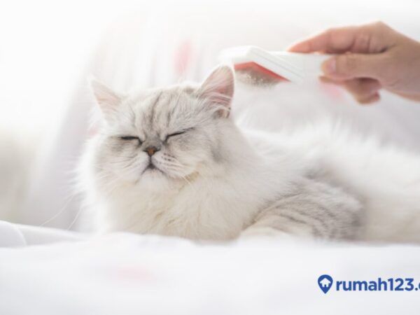 Merawat Kucing Persia: Panduan Lengkap untuk Sahabat Berbulu Anda