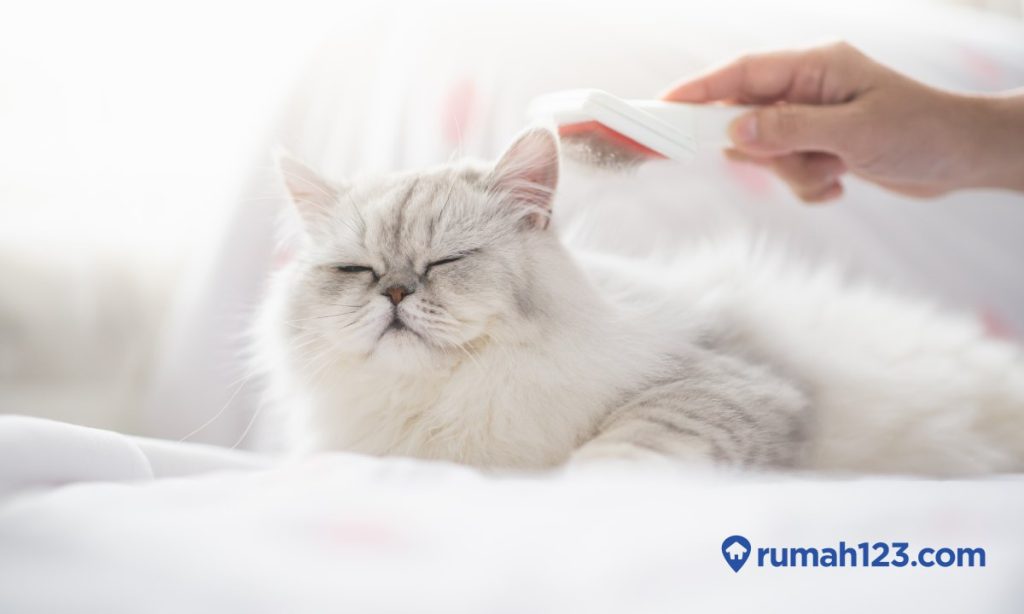Merawat Kucing Persia: Panduan Lengkap untuk Sahabat Berbulu Anda