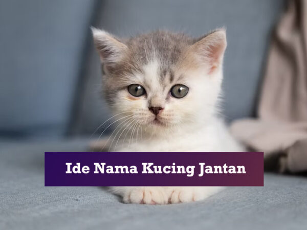 Nama Kucing Jantan Aesthetic: Menciptakan Identitas Unik untuk Sahabat Berbulu Anda