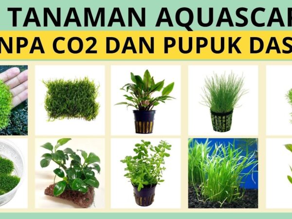 Rahasia Aquascape Tanpa CO2: Menciptakan Keindahan Bawah Air Minim Perawatan