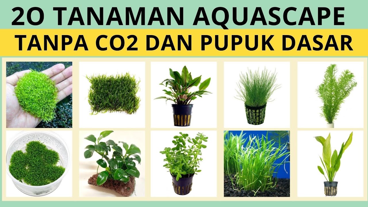 Rahasia Aquascape Tanpa CO2: Menciptakan Keindahan Bawah Air Minim Perawatan
