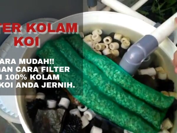 Rahasia Kolam Koi Jernih: Menguak Efektivitas Filter Sederhana untuk Kesehatan Ikan dan Keindahan Air