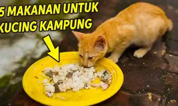 Rahasia Kucing Kampung Gemuk dan Sehat: Panduan Nutrisi Komprehensif