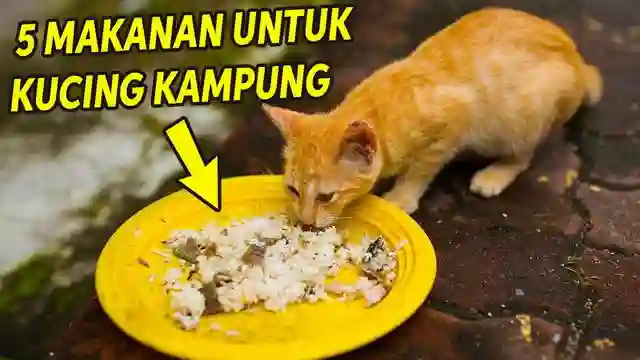 Rahasia Kucing Kampung Gemuk dan Sehat: Panduan Nutrisi Komprehensif