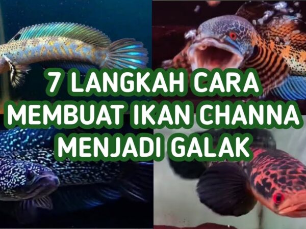 Rahasia Pakan Channa: Membangkitkan Agresi dan Kesehatan Optimal