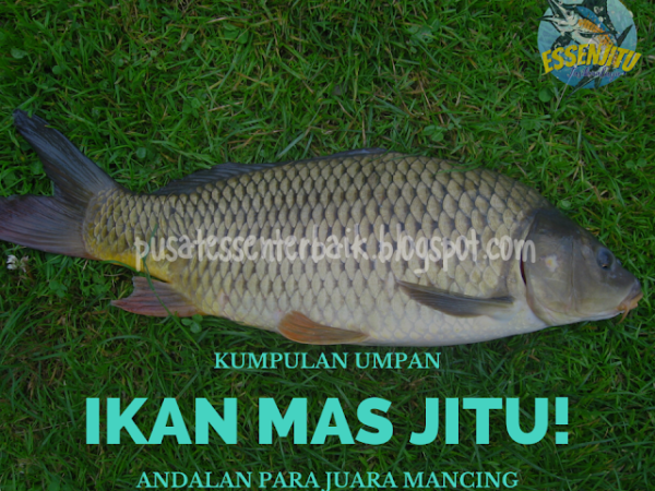 Rahasia Umpan Ikan Mas Paling Jitu: Memahami dan Meracik Resep Terbaik