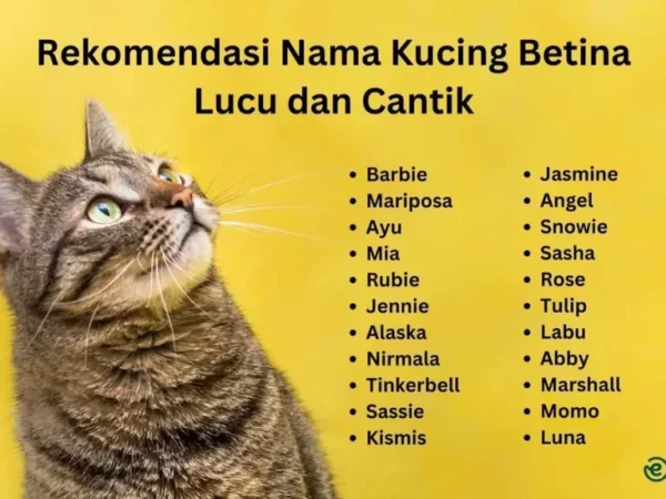 Ratusan Ide Nama Kucing Betina Lucu dan Menggemaskan untuk Sahabat Bulu Anda