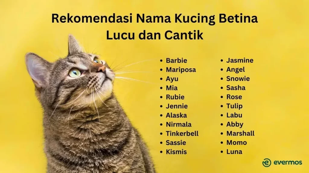 Ratusan Ide Nama Kucing Betina Lucu dan Menggemaskan untuk Sahabat Bulu Anda