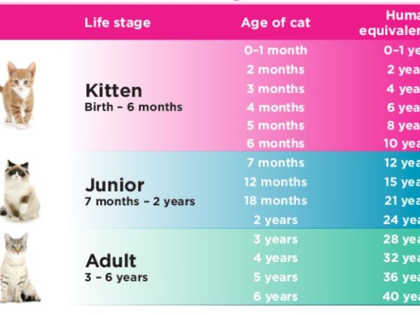 Umur Berapa Kucing Bisa Hamil? Panduan Lengkap Siklus Reproduksi dan Kesehatan Induk